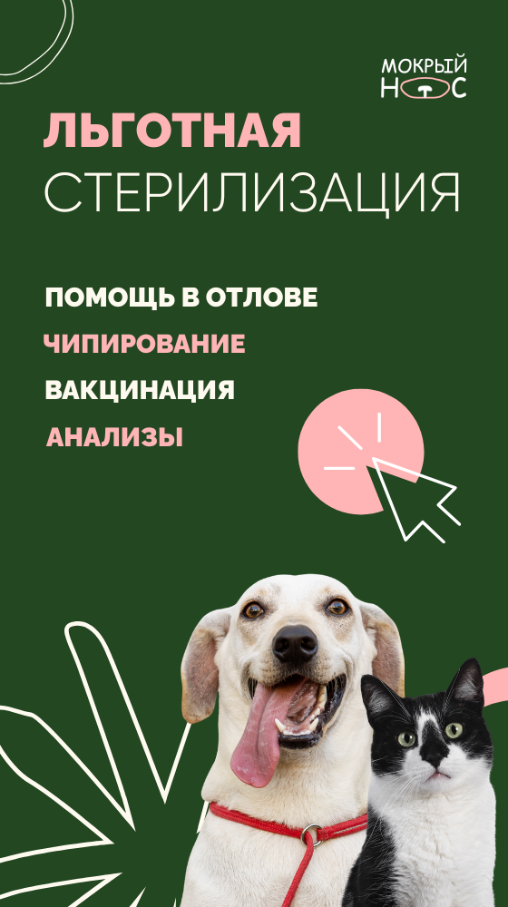 Льготная стерилизация в рамках проекта  «Умная забота»