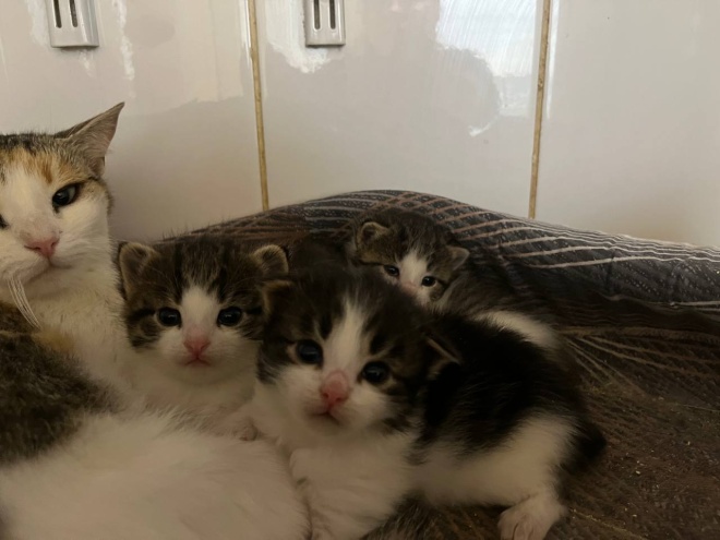 Спасаем котят!