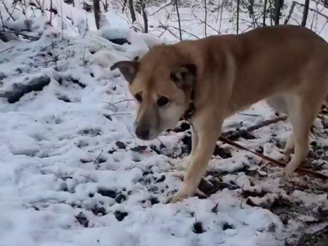 Помогите нашей Мухе снова улыбаться!