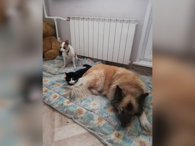 Она спасала их всю жизнь сама — теперь помощь нужна ей