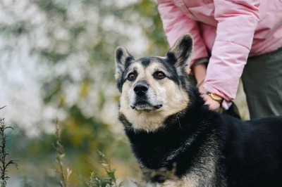 Грей