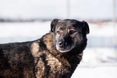 Сандро