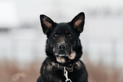 Блэкки