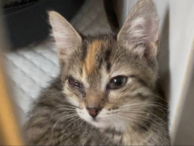 Сохраним зрение котёнку Органзе