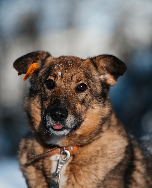 Альта
