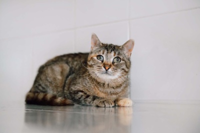 Котлетка