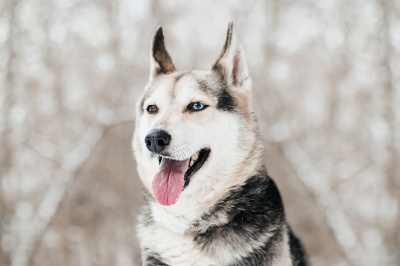 Кейс