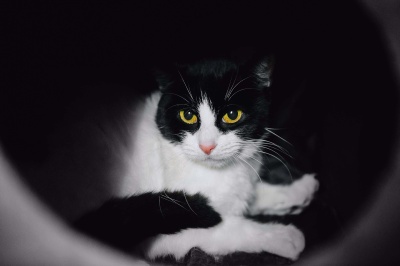 Космея