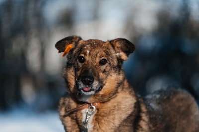 Альта