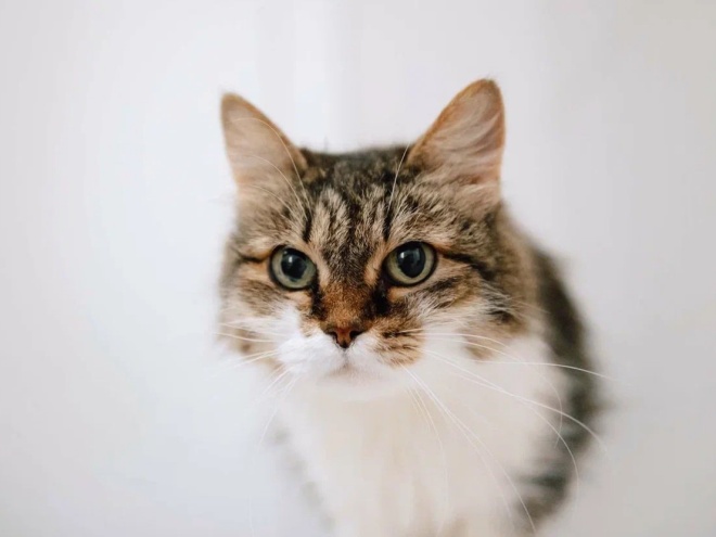 Сойка - хрупкая кошка, которая борется за жизнь