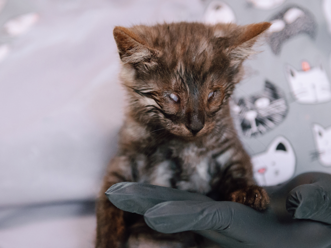 Слепому котенку нужна помощь