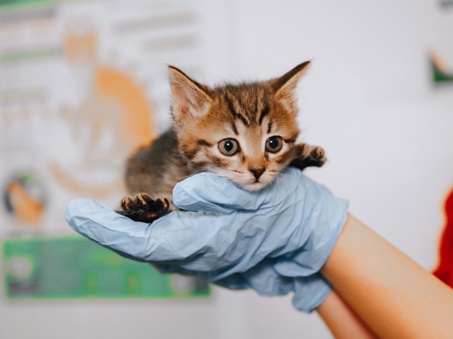 Спасем маленьких котят от лишая!