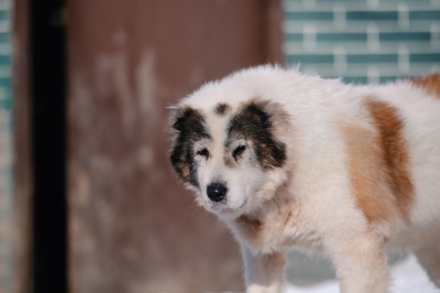 Лейла